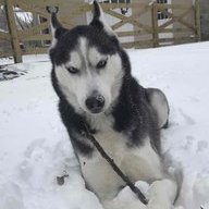 carn_dogg