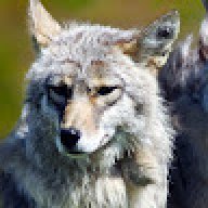 Elana_620684