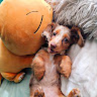 Mel_f59288