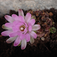 fleur_10e75e