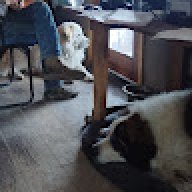 Rdog_e67182