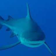 Shark house