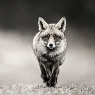 GrayFox
