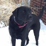 Labradog OA
