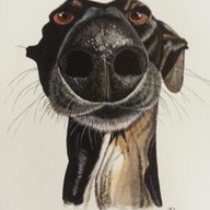 The Flying Greyhound
