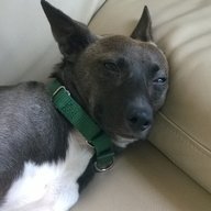 LetMeAskMyDog