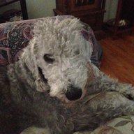 Graydog
