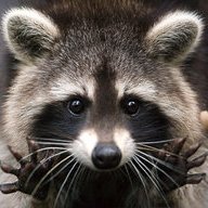 Trash_Panda39