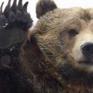 PooleBear