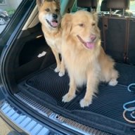 2DogDad