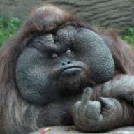 ActiveMonkey