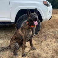 K9Runner