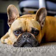 AdvTrailsAndFrenchies