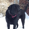 Labradog OA