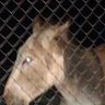 Rogue Donkey