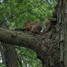 WoodySquirrel