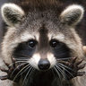 Trash_Panda39