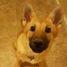 Pawtracks