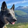 traildog