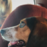 ThundahBeagle