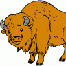 TheBison