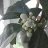 catalin_d4ecf4