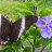 AVERALDO_0150f1