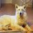 loup_8a1953