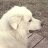 Randy_a94496