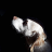 Colyne_407463
