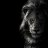 thedarknest38