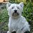 WestieTRD