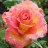 Glenda_aa11c9