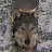 LOBO_d63fcf