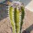 Caramin_0741bb