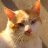 Cat_43b15f