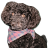 Daniel_553c52