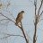 Tom_9b0047