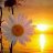 Margarida_162cbd