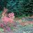 Kelenia_d9a470