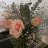 Brittany_ea999d