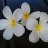 Sophie_95a733