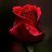 Hani_c86670