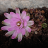fleur_10e75e