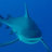 Shark house