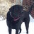 Labradog OA