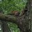 WoodySquirrel