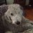 Graydog