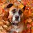 DogDay