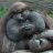 ActiveMonkey